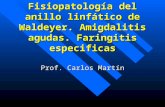 Fisiopatología del anillo linfático de Waldeyer. Amigdalitis agudas. Faringitis especificas Prof. Carlos Martín.