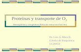 Proteínas y transporte de O 2 Hemoglobina y mioglobina (Relación estructura:función) Dr. Luis A. Mora B. Cátedra de Bioquímica UCIMED.