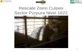 Protección del Medio Ambiente1 Rescate Zorro Culpeo Sector Púrpura Nivel 1622.