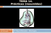 TEMA 14. Prácticas (resumidas) 2º Bachillerato - Biología Bonifacio San Millán IES Muriedas.