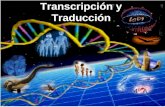 Transcripción y Traducción 4º A. SIGNIFICADO GENÉTICO DE LA REPLICACIÓN Es el de conservar la información genética, de manera que cuando una célula.