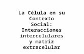 La Célula en su Contexto Social: Interacciones intercelulares y matriz extracelular.