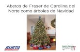 Abetos de Fraser de Carolina del Norte como árboles de Navidad.