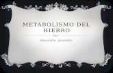 METABOLISMO DEL HIERRO Alexandra Jaramillo. HIERRO EN EL ORGANISMO… HIERRO ESENCIAL RESERVA Hemoglobina: 67% Mioglobina: 3.5% Enzimas y Proteínas: 3%