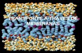 TRANSPORTE A TRAVES DE MEMBRANAS. Importancia para los seres vivos Generación de turgencia Adquisición de nutrientes Excreción de sustancias ( muy importante.
