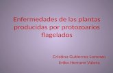 Enfermedades de las plantas producidas por protozoarios flagelados Cristina Gutierrez Lorenzo Erika Herranz Valera.
