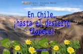 Canta: Violeta Parra (1917-1967). En el desierto de Atacama, el más árido del mundo, ubicado al norte de Chile, se produce un fenómeno climático espectacular…
