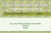 Algunas enfermedades del tomate Ing. Agr. María Emilia Cassanello EEFAS Salto Protección Vegetal Hortícola 15/06/05 Problemática fitosanitaria.