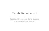 Metabolismo parte II Respiración aerobia de la glucosa Catabolismo de lípidos.