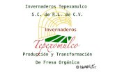 Invernaderos Tepexomulco S.C. de R.L. de C.V. Producción y Transformación De Fresa Orgánica.