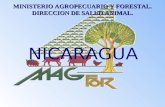 NICARAGUA MINISTERIO AGROPECUARIO Y FORESTAL. DIRECCION DE SALUD ANIMAL.
