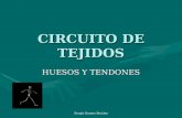 Sergio Ramos Benitez CIRCUITO DE TEJIDOS HUESOS Y TENDONES.