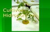 Cultivos Hidropónicos. Definiciones Se inició para hacer estudios de nutrición vegetal. Se inició para hacer estudios de nutrición vegetal. Su etimología.