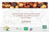 Sistema de Información para la Cadena Agroalimentaria de la Papa SIPAPA.