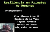 Resiliencia en Primates no Humanos Intergrantes: Alex Olmeda Lizardi Denisse de la Vega Taymee Alvarez Hector de Jesus Alejandro narvaez.
