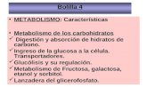 METABOLISMO: Características Metabolismo de los carbohidratos Digestión y absorción de hidratos de carbono. Ingreso de la glucosa a la célula. Transportadores.