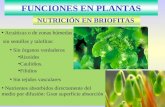 FUNCIONES EN PLANTAS NUTRICIÓN EN BRIOFITAS Acuáticas o de zonas húmedas sin semillas y talofitas: Sin órganos verdaderos Rizoides Caulidios. Filidios.