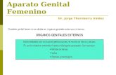 Anatomia Del Apartoto Genital Fem