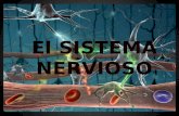 “Sistema Nervioso Central” Funciones Componentes.