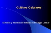 Cultivos Celulares Métodos y Técnicas de Estudio en Biología Celular.