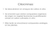 Citocininas Se descubrieron en ensayos de cultivo in vitro. Se encontró que ciertos compuestos orgánicos de origen no vegetal favorecían la proliferación.