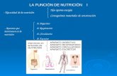 LA FUNCIÓN DE NUTRICIÓN I - Necesidad de la nutrición Nos aporta energía Conseguimos materiales de construcción A. Digestivo A. Respiratorio A. Circulatorio.