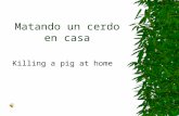 Matando un cerdo en casa Killing a pig at home. La matanza del cerdo es una costumbre muy arraigada en las casas de payés catalanas desde tiempos muy.