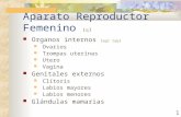 1 Aparato Reproductor Femenino (e)e Organos internos (wg) (wg)wg Ovarios Trompas uterinas Utero Vagina Genitales externos Clítoris Labios mayores Labios.