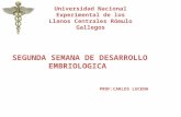 SEGUNDA SEMANA DE DESARROLLO EMBRIOLOGICA PROF:CARLOS LUCENA Universidad Nacional Experimental de los Llanos Centrales Rómulo Gallegos.