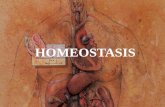 HOMEOSTASIS. Homeostasis n Definición: Mantenimiento del organismo dentro de límites que le permiten desempeñar una función de manera adecuada.