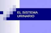 EL SISTEMA URINARIO. Funciones del Sistema Urinario Eliminación de las sustancias de desecho Mantenimiento de los niveles precisos de las sustancias útiles.