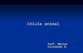 Célula animal Prof. Héctor Cisternas R.. Una célula animal típica contiene varias estructuras internas separadas por membranas que reciben el nombre de.