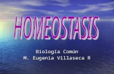 Biología Común M. Eugenia Villaseca R. Etimología: El término homeostasis deriva de la palabra griega "homeo" que significa igual, y "stasis" que significa.