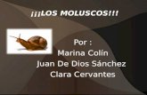 ¡¡¡LOS MOLUSCOS!!! Por : Marina Colín Juan De Dios S á nchez Clara Cervantes.