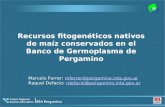 Recursos fitogenéticos nativos de maíz conservados en el Banco de Germoplasma de Pergamino Marcelo Ferrer: mferrer@pergamino.inta.gov.armferrer@pergamino.inta.gov.ar.