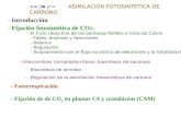 Tema 31 ASIMILACIÓN FOTOSINTÉTICA DE CARBONO - Introducción - Fijación fotosintética de CO 2 : El Ciclo reductivo de las pentosas fosfato o Ciclo de Calvin.