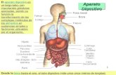 1 Aparato Digestivo Boca Fosa nasal El aparato digestivo es un largo tubo, con importantes glándulas asociadas, siendo su función la transformación de.