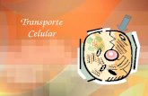 Transporte Celular Cell Membrane (Membrana de la célula) protege la célula mantiene la forma de la célula controla lo que entra y sale de la célula.
