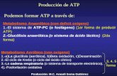 Metabolismo Anaeróbico (con deficit oxigeno) (1er forma de producir ATP) 1.-El sistema de ATP-PC (o fosfágeno) (1er forma de producir ATP) 2.-Glucólisis.