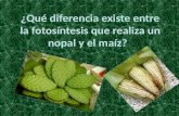 ¿Qué diferencia existe entre la fotosíntesis que realiza un nopal y el maíz?