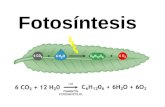 Fotosíntesis. Video Cloroplasto Organelo presente en la célula vegetal donde ocurre la fotosíntesis.