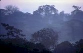 Cambio climático y ecosistemas tropicales Resultados científicos de la Estación Biológica La Selva Carolina Murcia, Ph. D. Directora Científica.