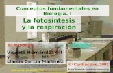 La fotosíntesis y la respiración Conceptos fundamentales en Biología. I © AUTORES: Vicente Hernández Gil y Mª Llanos García Martínez © Contraclave, 2003.