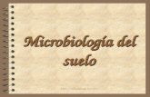 María Cecilia Arango Jaramillo Microbiología del suelo.