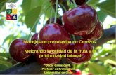 Oscar Carrasco R. Profesor de Fruticultura Universidad de Chile Manejos de precosecha en Cerezos: Mejorando la calidad de la fruta y la productividad laboral.