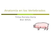 Anatomía en los Vertebrados Tirtsa Porrata-Doria Biol 3052L.