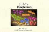 TP Nº 2 Bacterias. Clasificación de los seres vivos Los seres vivos se clasifican en dominios y estos a su vez en reinos. Dominio: Clasificación en base.