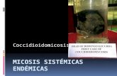 Coccidioidomicosis.  Micosis sistémica hongos dimórficos Coccidioides.  Fue descripto por primera vez por Posadas y Wernicke en Argentina en 1892.