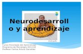 Neurodesarrollo y aprendizaje Curso Psicología del Aprendizaje Programa de Psicología 2013-02 Profesor Carlos Arturo González.