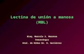 Lectina de unión a manosa (MBL) Bioq. Marcela S. Maratea Inmunología Htal. de Niños Dr. R. Gutiérrez.